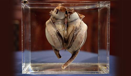 Photograph of a tan-colored mechanical device with several chambers and tubes inside a glass case. 