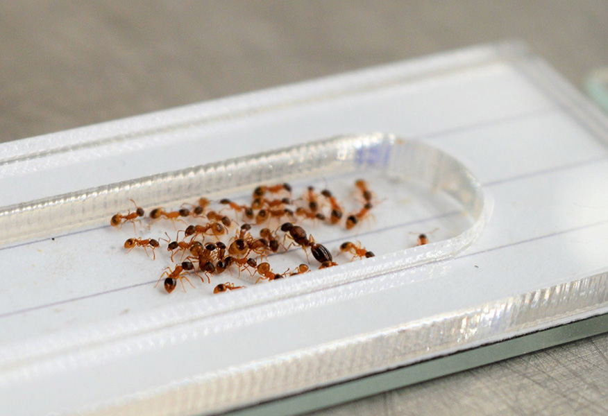 Photograph of a rectangular plastic dish with a long shallow groove in its middle. Ants are inside the shallow groove. There’s a larger one in the middle.