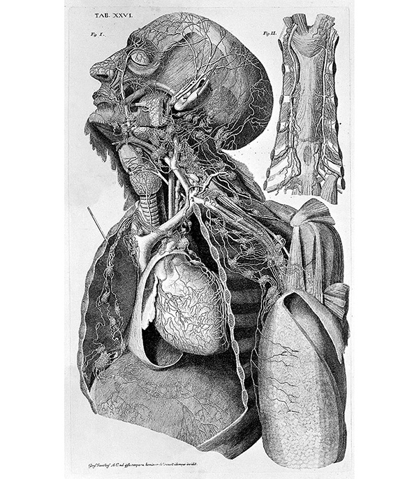 Drawing of the lymphatic system and organs in a man’s upper torso, neck and head.