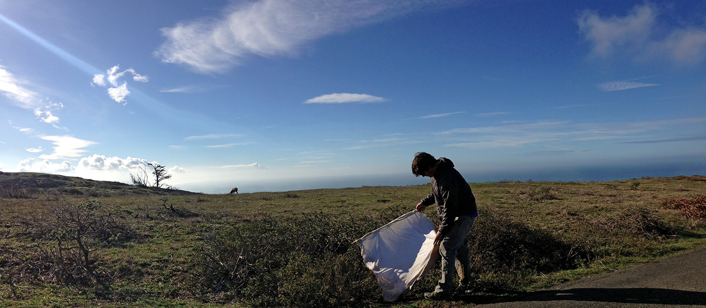 Photograph of a researcher in a grassy field holding a large, white cloth attached to stick.