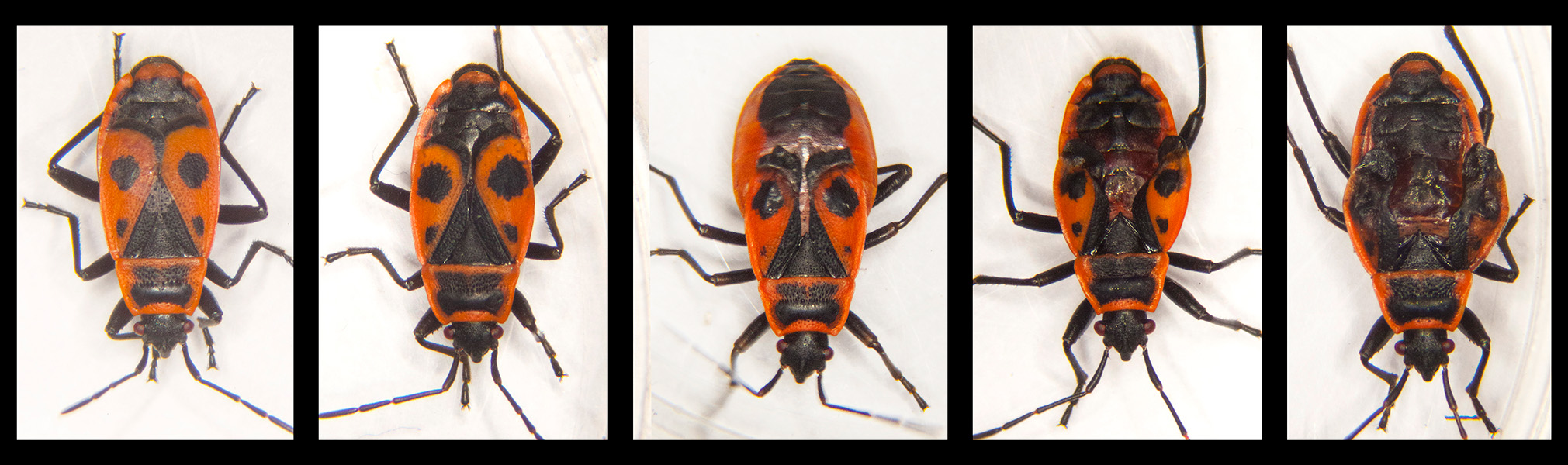 Photo of firebugs collected near Chernobyl. Many show distortions of their usual red and black color pattern as a result of radiation.