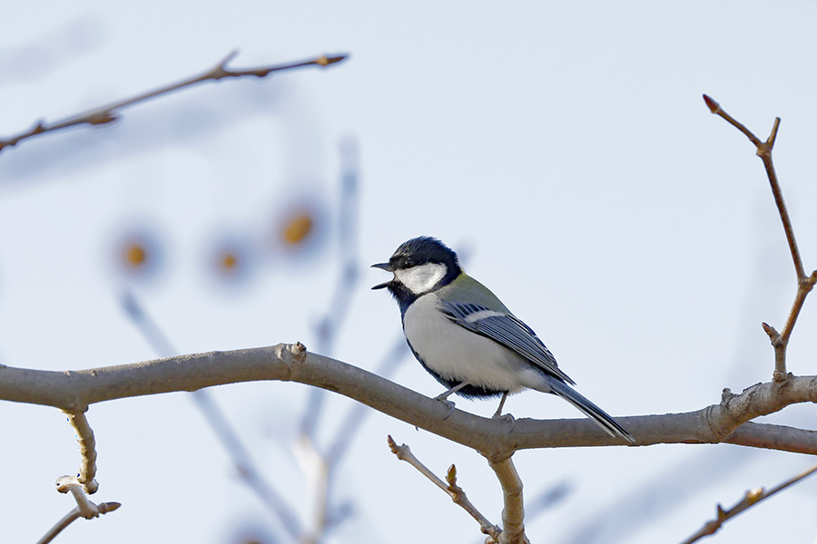 A Japanese tit vocalizes while perched in a tree.