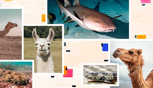 Photo collage of camels, alpacas and sharks