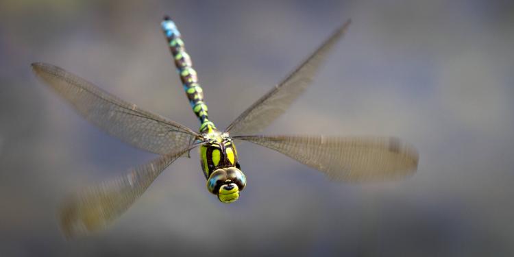 Southern hawker dragonfly