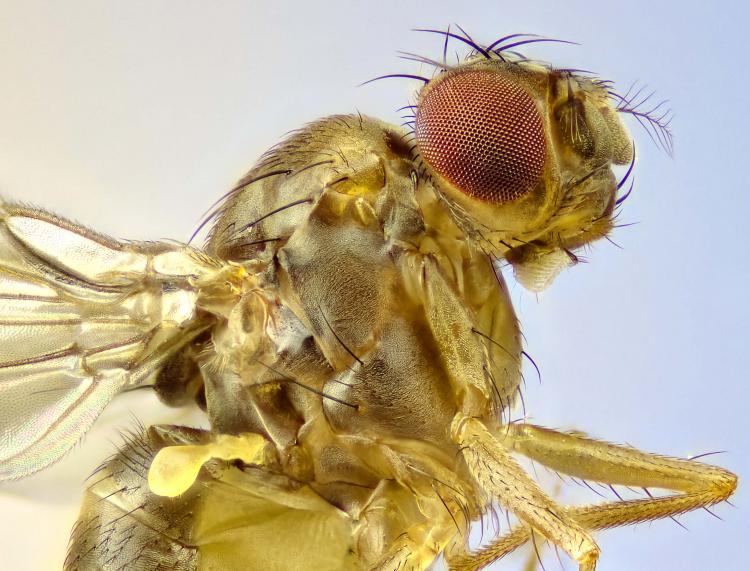 Drosophila melanogaster