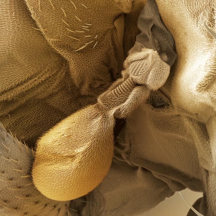 Close-up detail of the haltere of a male fruit fly.