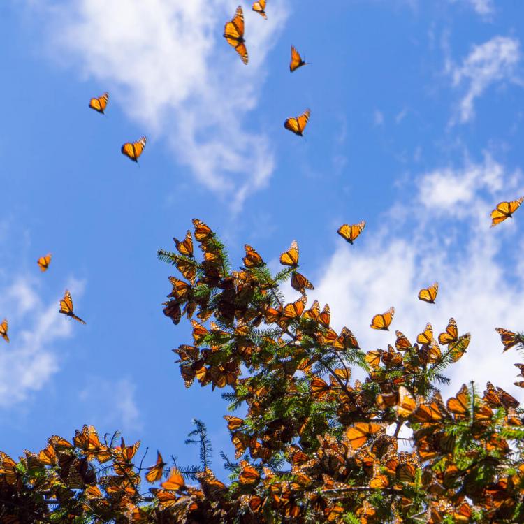 Monarch butterflies