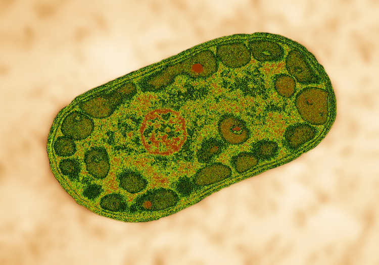 Green sulfur bacterium