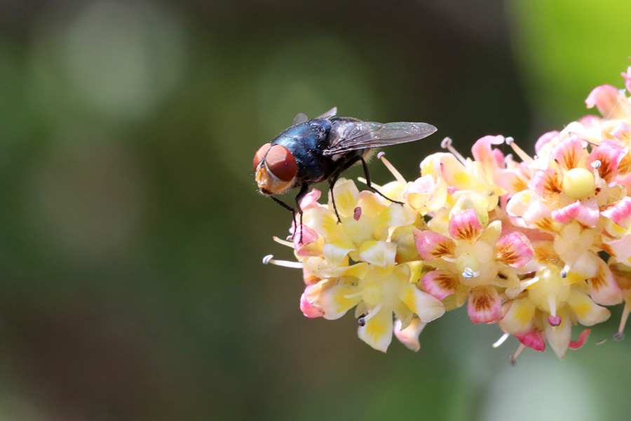 Photograph of a fly on mango blossoms.