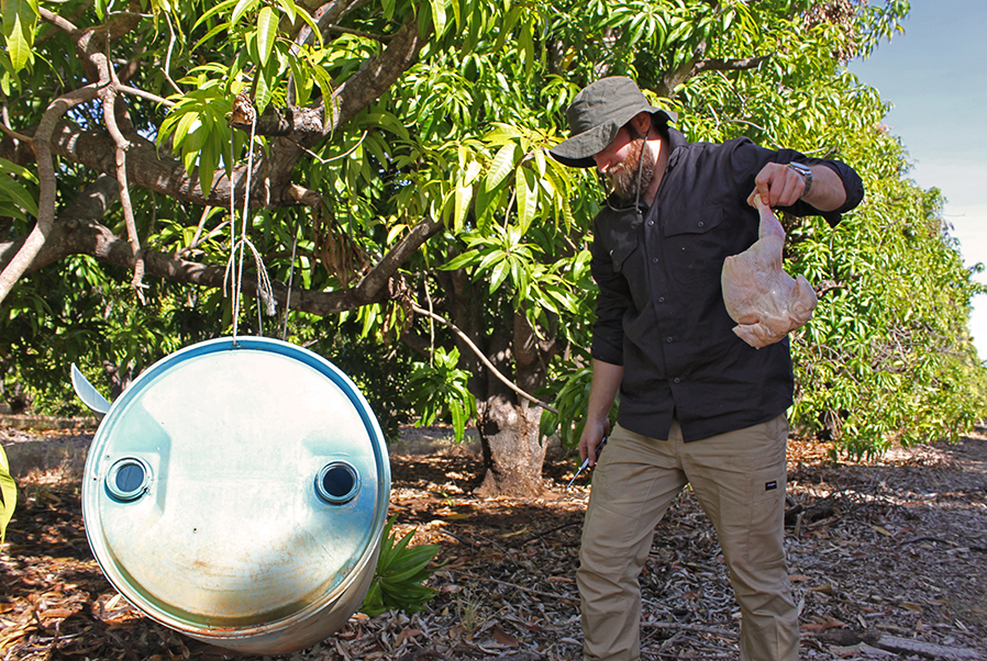 Photograph of a man in a mango orchard holding a large piece of chicken. He is carrying it over to a container.