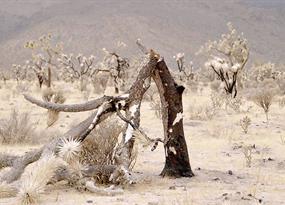 Can a fire-ravaged forest of Joshua trees be restored?