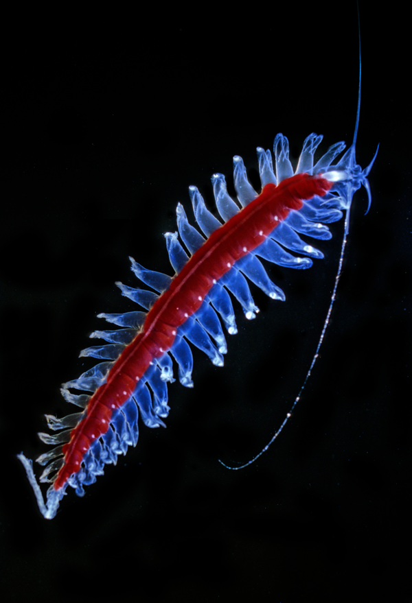 Bristle worm