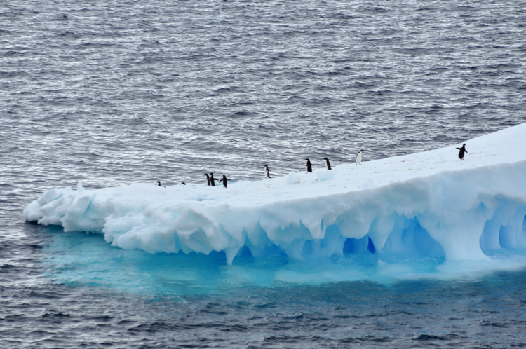 Penguins on an iceberg