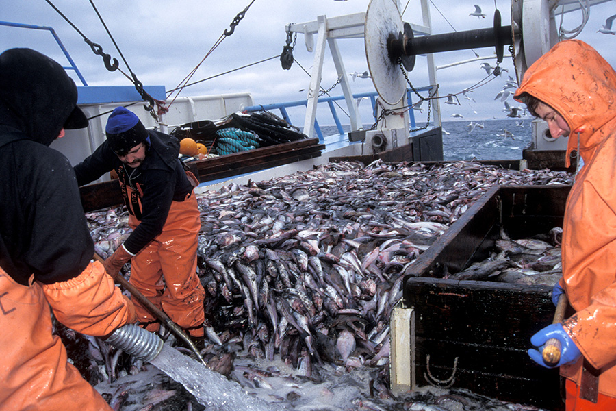 Photograph of three men in orange waterproofs hauling in a hefty catch of fish on the deck of a fishing boat.