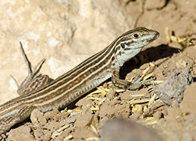 The weird biology of asexual lizards