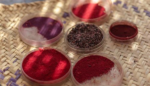 Photo of clear containers on mat, with cactus pads. Container in middle is filled with dried cochineal insects; others hold red pigments.