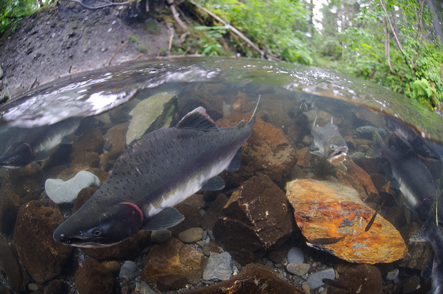 Photograph of pink salmon swimming.