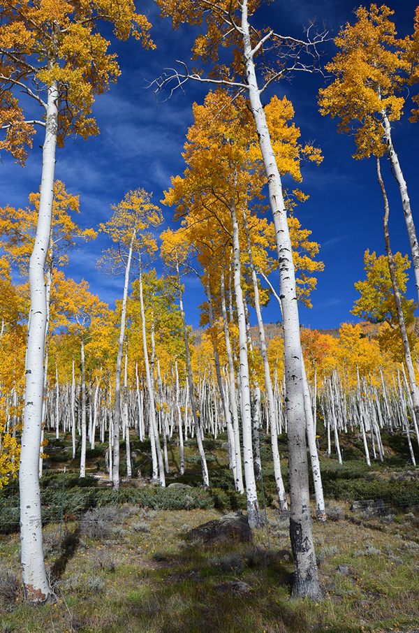 Grove of aspen.