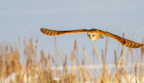 Photo of a barn owl flying under gray skies above snowy ground and dried wintry grasses.