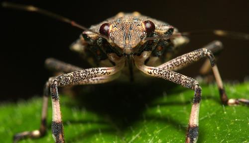 Hello, beautiful: Head-on photo of a brown marmorated stink bug shows off its dark bulging eyes, speckled body and banded lower legs.