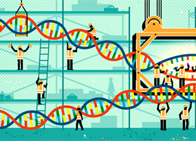 What does it look like to “turn on” a gene?