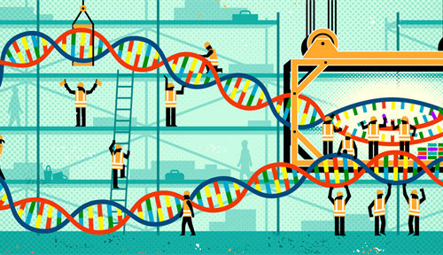 Artwork showing what happens when a gene gets turned on. Construction workers representing the various proteins involved in the process, which is called transcription, are holding and bending the DNA double helix. Other workers are building a copy of messenger RNA, which will be used as a template to build proteins. Scientists are still learning a lot about this process, which is fundamental to human genetics and development.