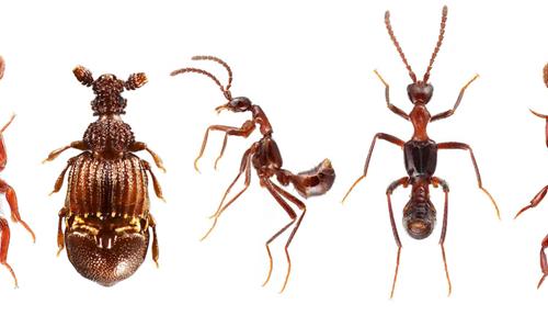 Photo of four beetles that live within ant colonies and often mimic the ants