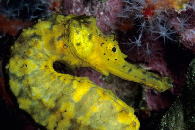 Photograph of the tiger tail seahorse Hippocampus comes.