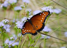 Get out in your yard and count bugs