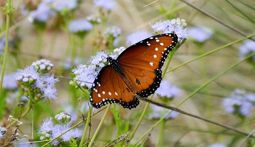 Photo of an orange butterfly with black wing borders and white spots perched on a grass blade, above pale blue flowers.