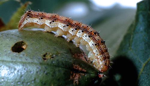 A caterpillar gnaws holes in a green round cotton boll, the fruit in which cotton fibers grow.