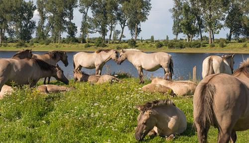 Photograph about a dozen pale, tan horses relaxing on green grass by a body of water, Trees line the far shore.