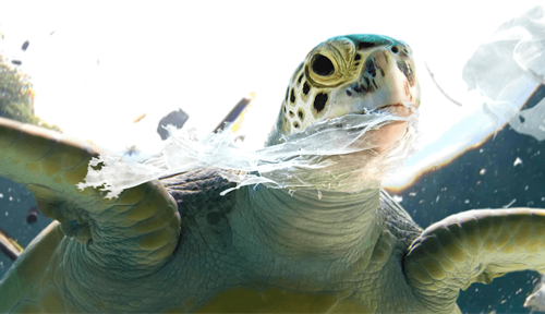 Photograph shows an underwater shot of a sea turtle swimming with a long piece of plastic trailing out of its mouth, plastic debris also floats in the surrounding water.