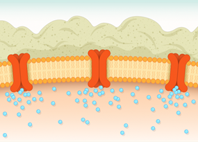 Moving forward with cystic fibrosis