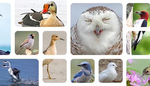 Collage of photos of a wide range of different birds including snowy and spotted owl, rufous hummingbird, lesser prairie chicken, scrub jay, ivory gull and more.