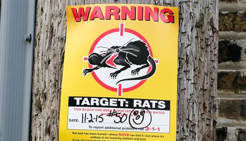  A yellow city poster stapled to a pole in front of an older brick wall shows an icon of a creepy rat in the sights of a red target. It warns of the use of poison bait to kill rats in the area.