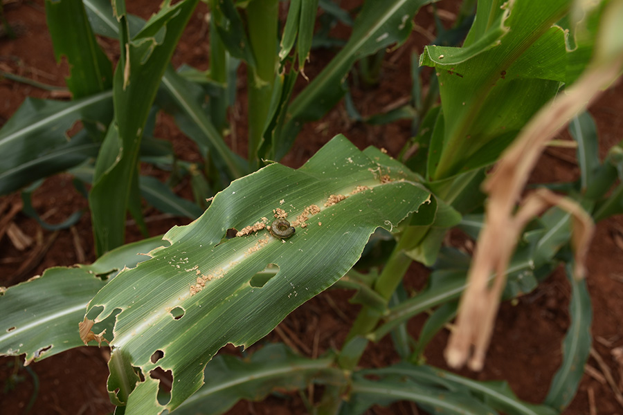 Photo of a corn leaf with lots of holes in it and a caterpillar on it.