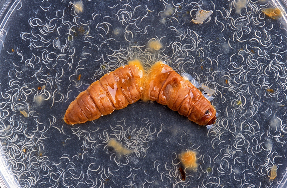 Petri dish with a brown larva that has been broken open. There are hundreds of tiny nematodes on the dish.