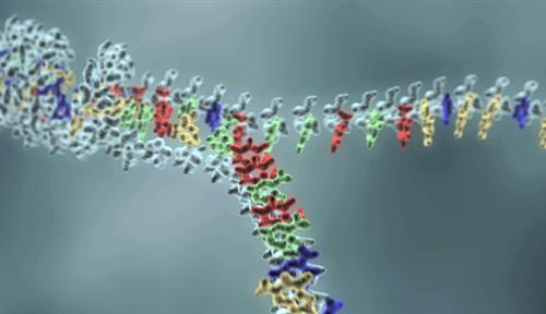 A little movie shows a double helix, with its bases in red, yellow, green and blue, unwinding.