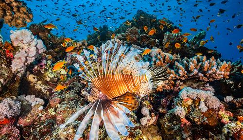 Underwater photograph of a colorful coral reef with a lionfish in the foreground.