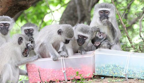 Photograph of a group of vervet monkeys. They are clustered around and feeding from a box of pink-colored corn kernels. They are ignoring an equally full box of blue-colored kernels.