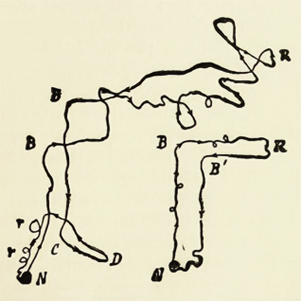 Black squiggly lines show the path of ants as they explore their environment while foraging and then returning to their nest.