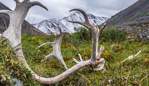 A caribou antler lies atop arctic tundra, with snow-covered mountains in the background.