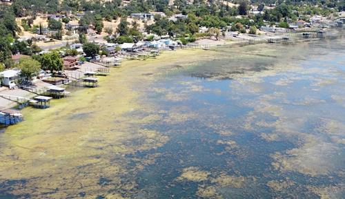 Homes sit on a lakeshore and docks extend into the water which is thick with green algae