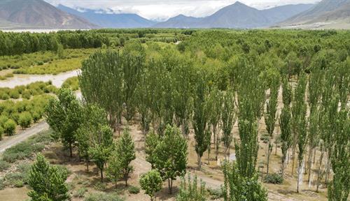 Photograph of many planted trees near a river, with mountains in the background