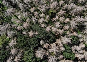 Dead trees around the world are shocking scientists