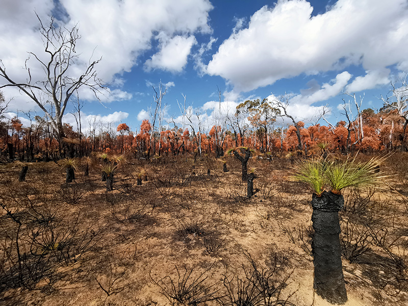 Photograph of a lot of dead trees in Australia’s Northern Jarrah Forest.