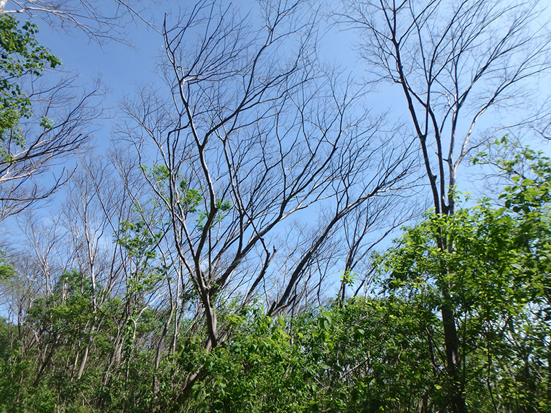 Dead branches poke up above greenery.