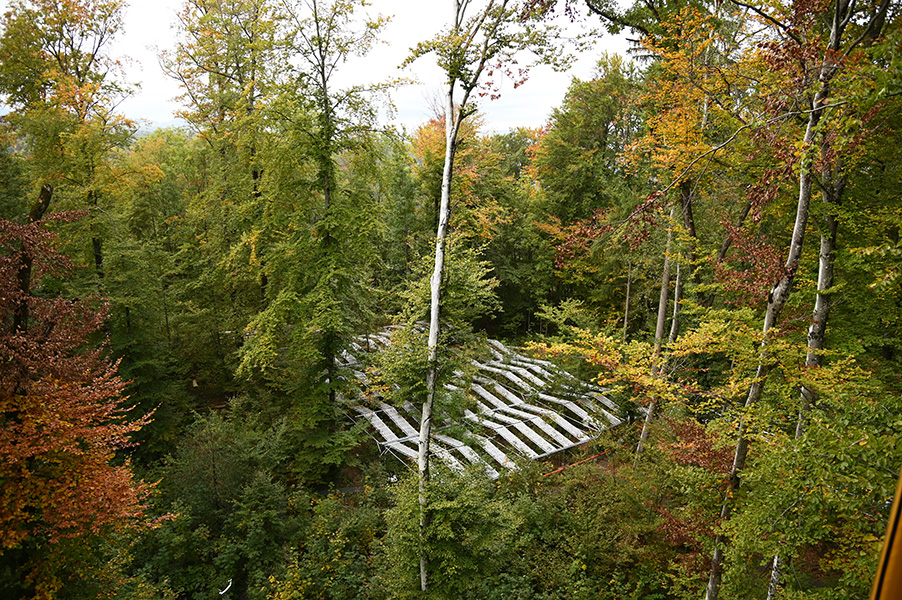 Photo of a forest including a section that has a covering to stop rain reaching the ground.