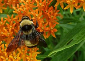 The underappreciated benefits of wild bees